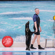 Standard Dolphin and Seal Show for One at Dubai Dolphinarium |  at Wondergifts