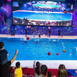 Standard Dolphin and Seal Show for One at Dubai Dolphinarium |  at Wondergifts