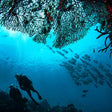 Your Ultimate Beginner's Guide to Scuba Diving Adventures in Al Fujairah |  at Wondergifts