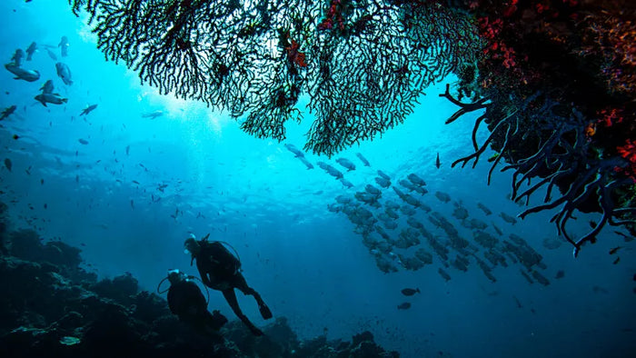 Your Ultimate Beginner's Guide to Scuba Diving Adventures in Al Fujairah |  at Wondergifts
