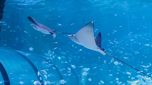 All Access Pass to Abu Dhabi National Aquarium for One |  at Wondergifts
