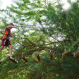 Aventura Parks Tree Top Challenge in Dubai for One |  at Wondergifts