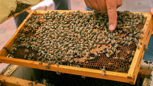 Hatta Honeybee Garden and Taste Local Honey for Two |  at Wondergifts