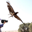 Fun Falconry Safari with Breakfast for Two in Dubai |  at Wondergifts