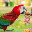 Creek Park Exotic Bird Show General Admission Ticket for 1 Child |  at Wondergifts