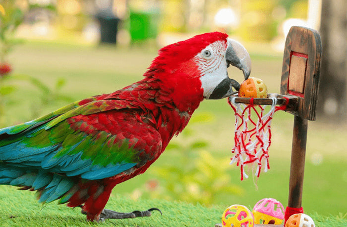 Creek Park Exotic Bird Show General Admission Ticket for 1 Child |  at Wondergifts