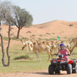 Exciting 90 Minutes Quad Bike Adventure for Couples |  at Wondergifts