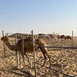Sunset Desert Safari Experience with BBQ Dinner for One in Abu Dhabi |  at Wondergifts