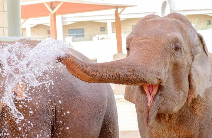 Family Stay at Emirates Park Zoo & Resort with Zoo Access and Breakfast for 3 |  at Wondergifts