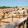 Family Stay at Emirates Park Zoo & Resort with Zoo Access and Breakfast for 3 |  at Wondergifts