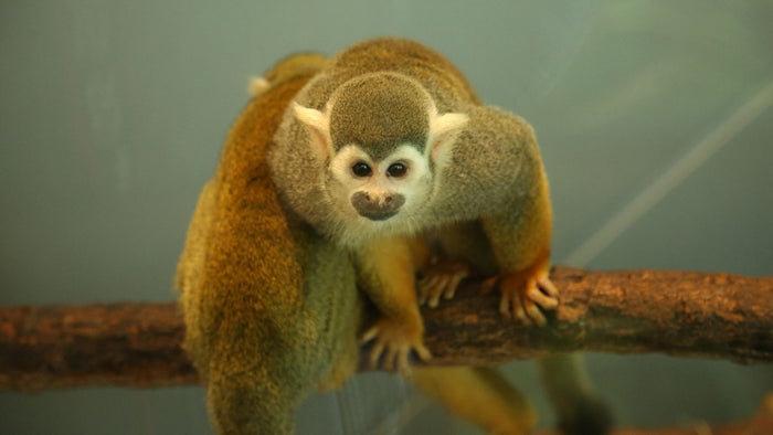 Kids' Day Pass Adventure at The Green Planet |  at Wondergifts