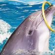 Dolphin & Seal Show for Family of Four at Dubai Dolphinarium |  at Wondergifts
