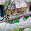 Family Stay at Emirates Park Zoo & Resort with Zoo Access for Two Adults and One Child |  at Wondergifts