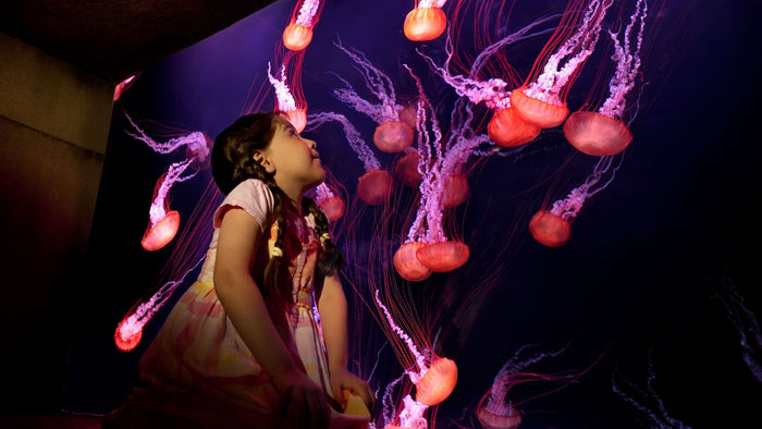 One Night Stay at The Palm with Breakfast & Atlantis Aquarium Access for Two |  at Wondergifts