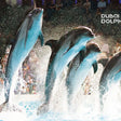 Dolphin & Seal Show for Family of Four at Dubai Dolphinarium |  at Wondergifts