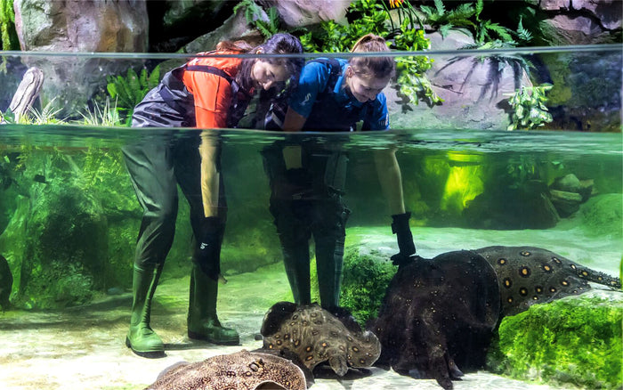 Marine Adventure Tickets for Two at National Aquarium Abu Dhabi |  at Wondergifts