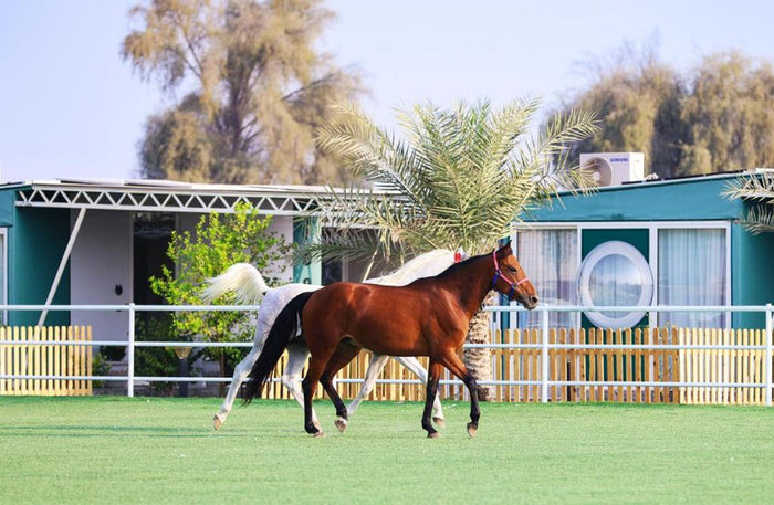 Stunning One-Night Stay in Arabic Chalet OGLE with Breakfast for Two at Nirvana Retreat |  at Wondergifts